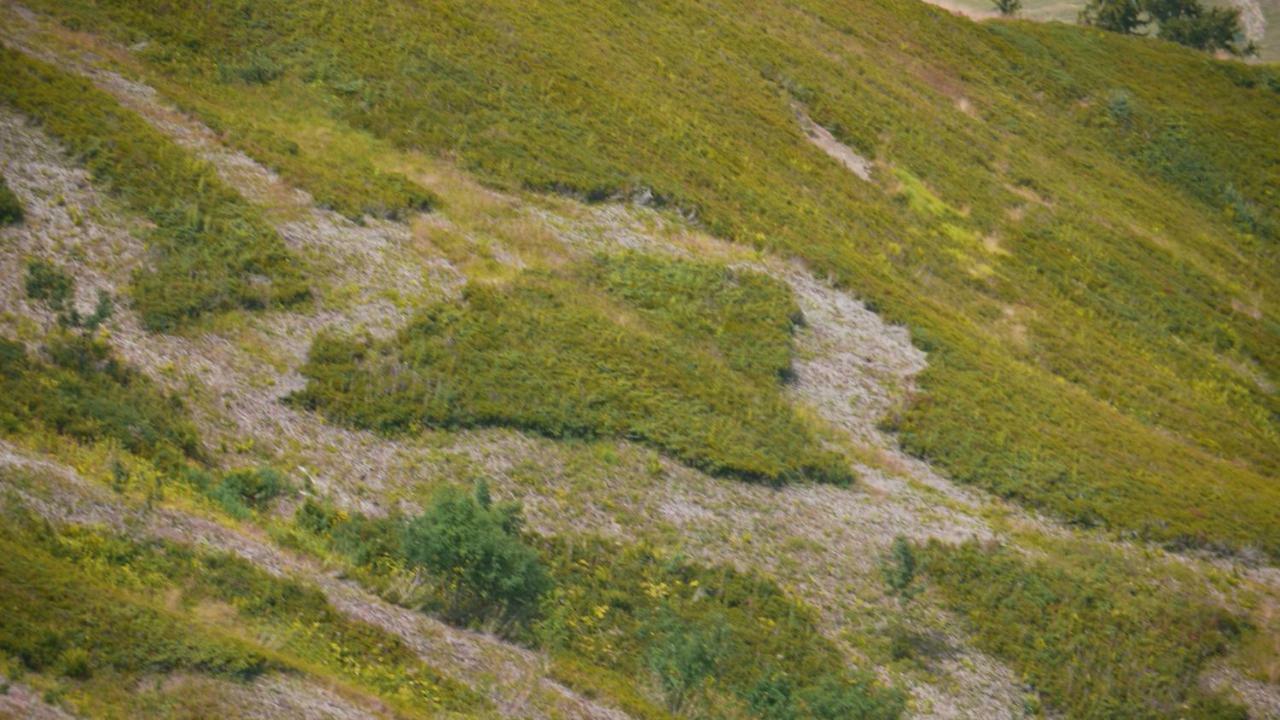 La Grande Cordee - Coeur D'alpage *
